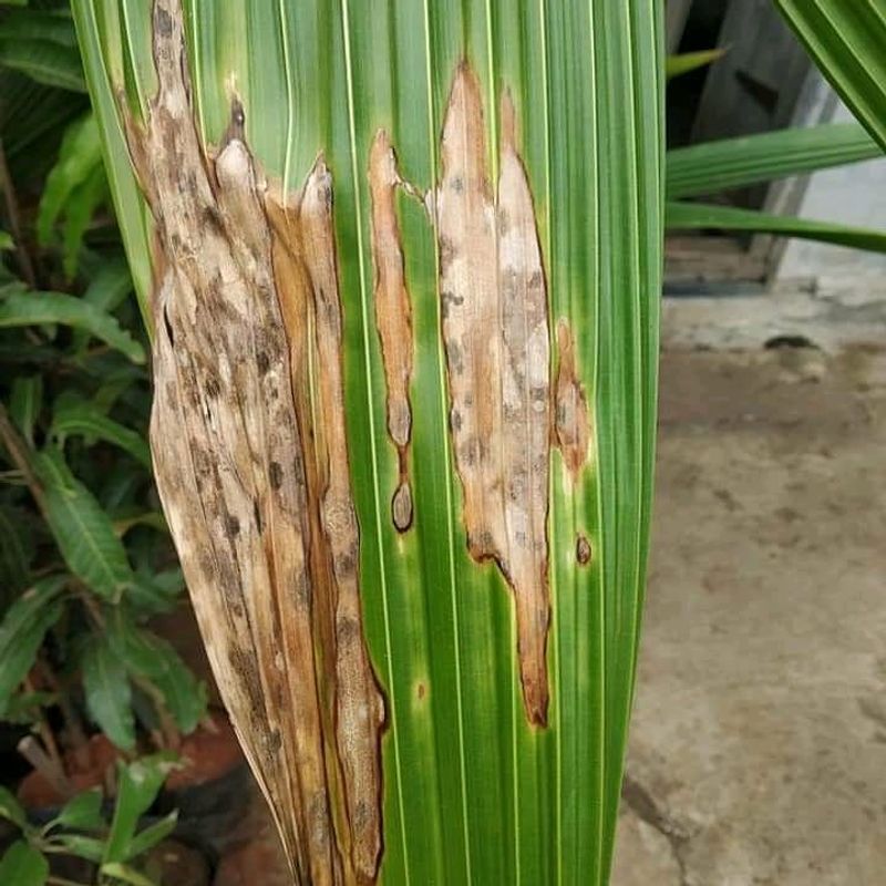 Leaf Disease Promotion