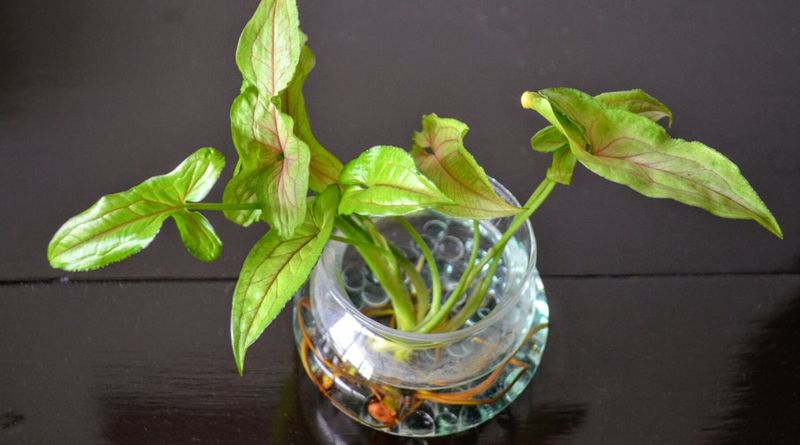 Arrowhead Plant