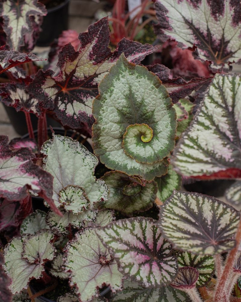 Begonias - Flowering Beauties for Shade
