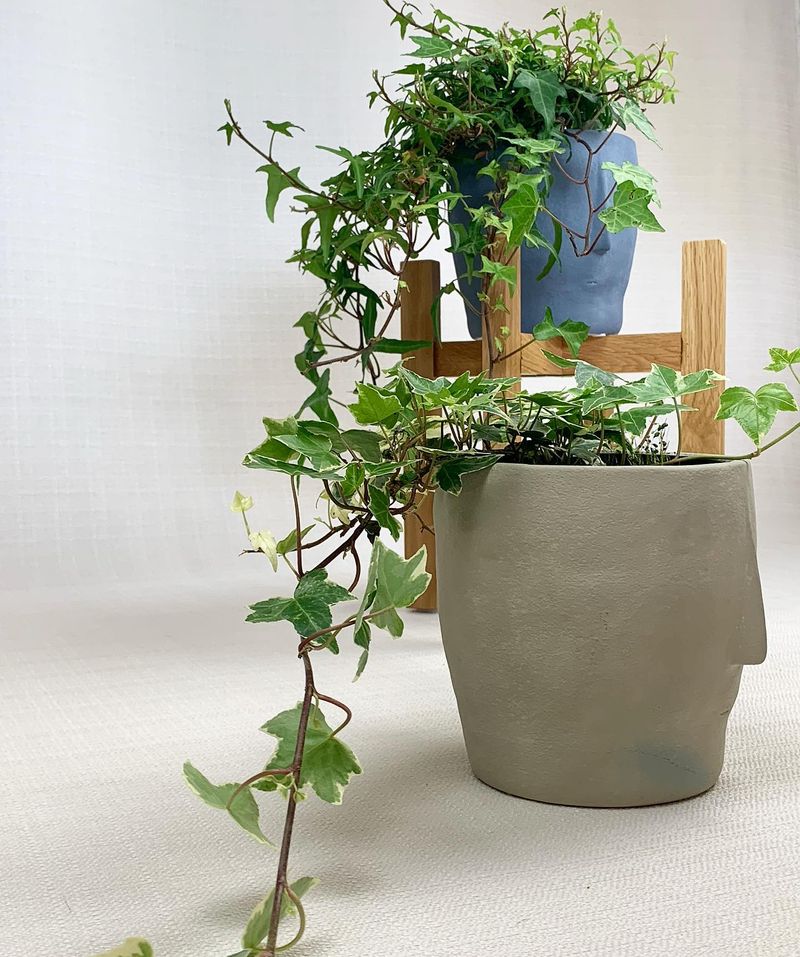 English Ivy