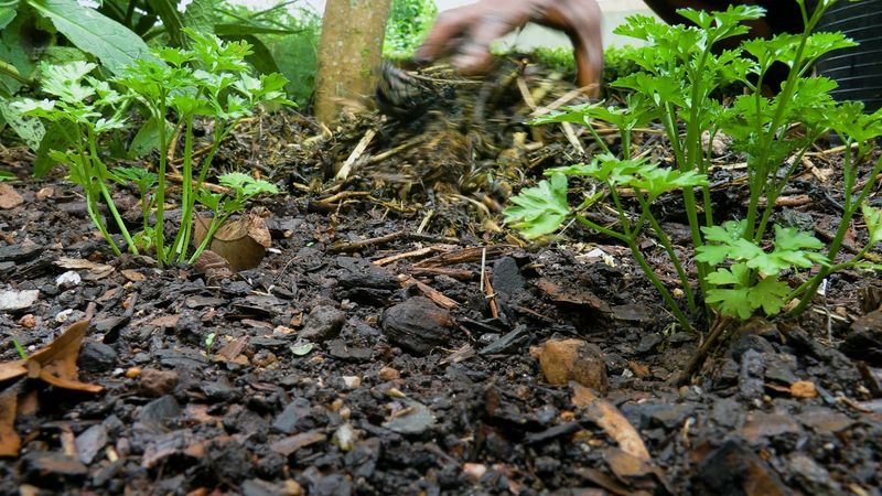 Mulch Everything