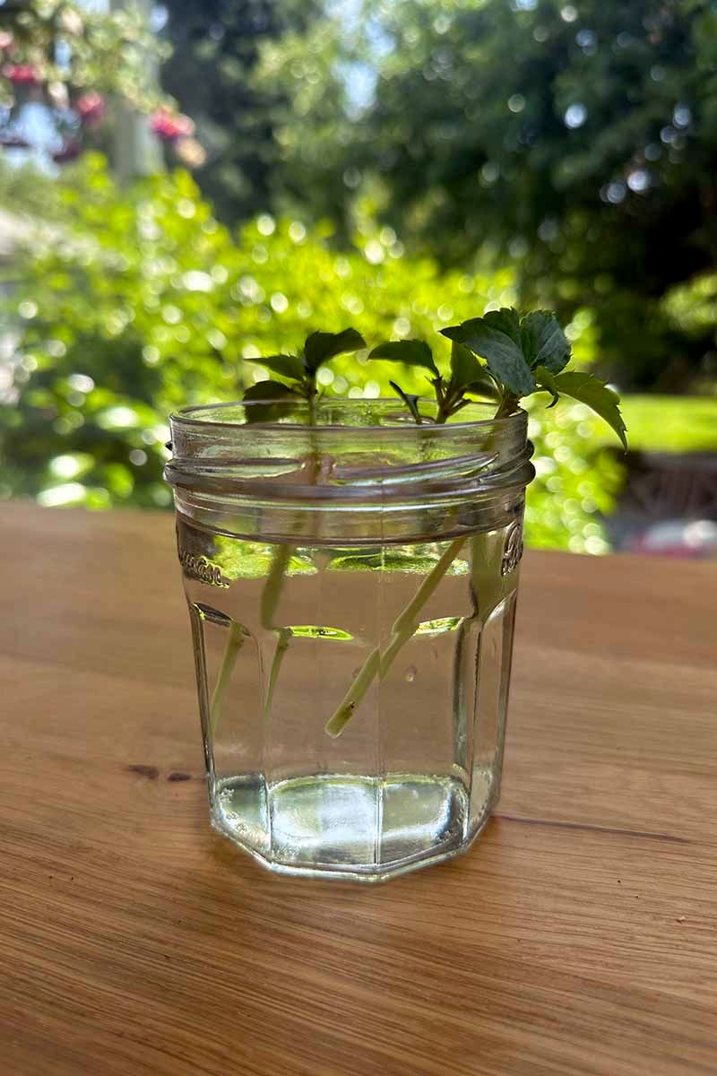 Propagate From Cuttings