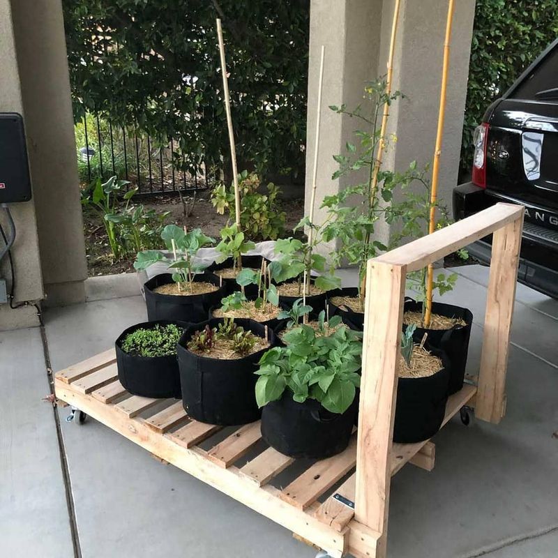 Grow in Grow Bags