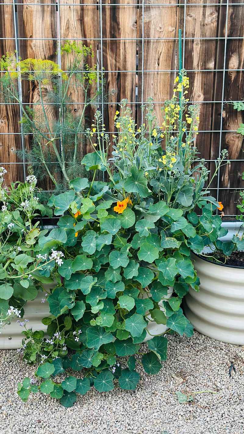Tiny Homes With Maximized Garden Spaces