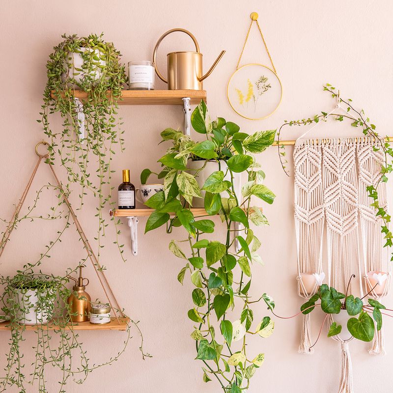 Create A Living Wall