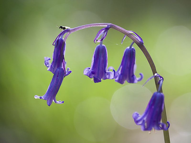 Scent Offers Subtle Clues