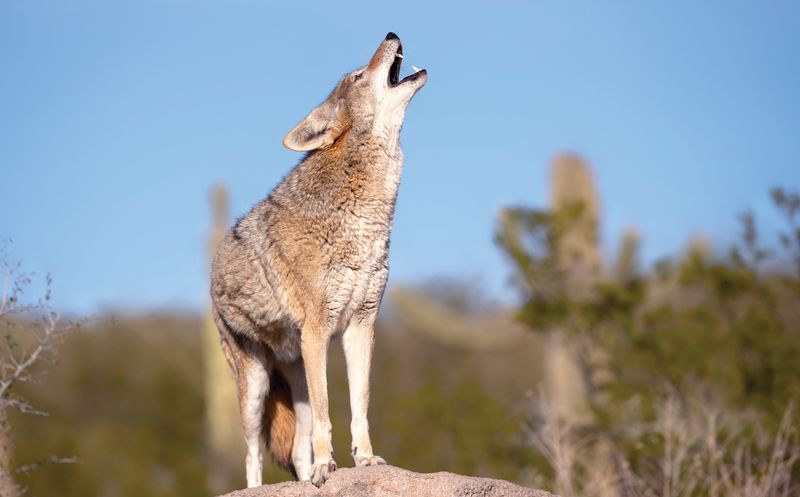 New Mexico's Resourceful Hunters