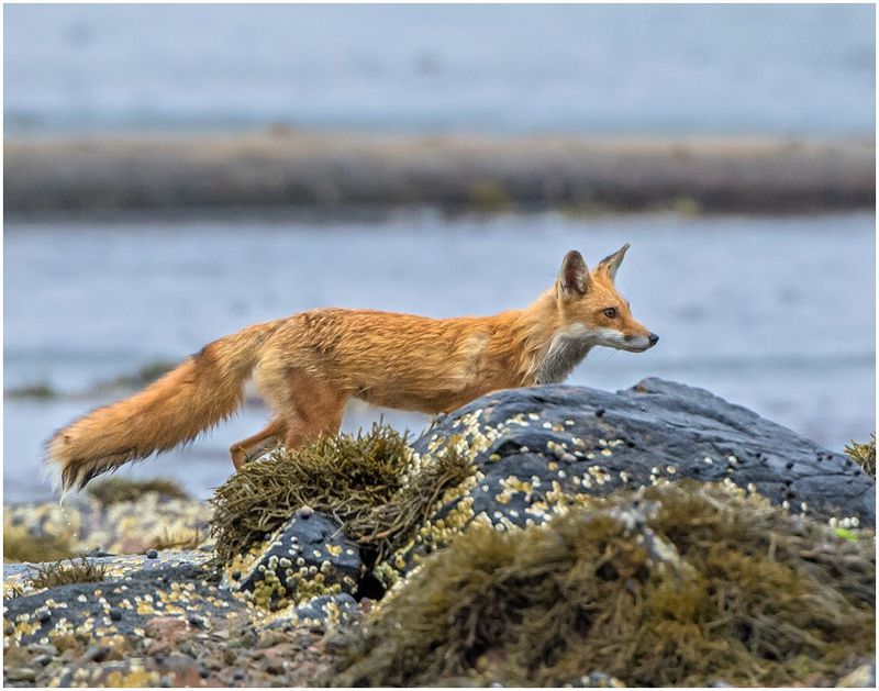 Maine's Forests And Coastline: Fox Favorite