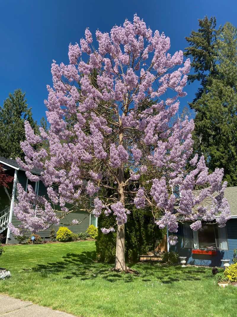 Empress Tree (Paulownia)