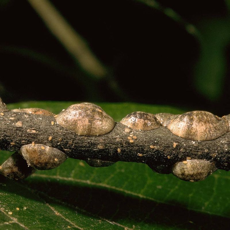 Scale Insects