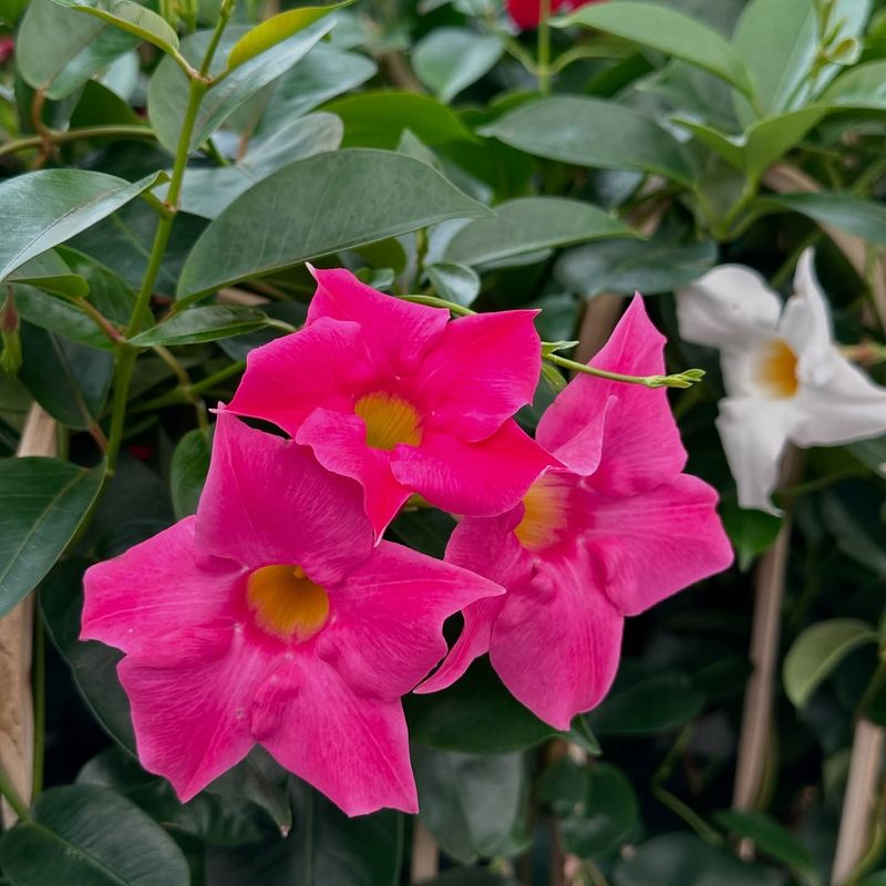 Exotic Mandevilla