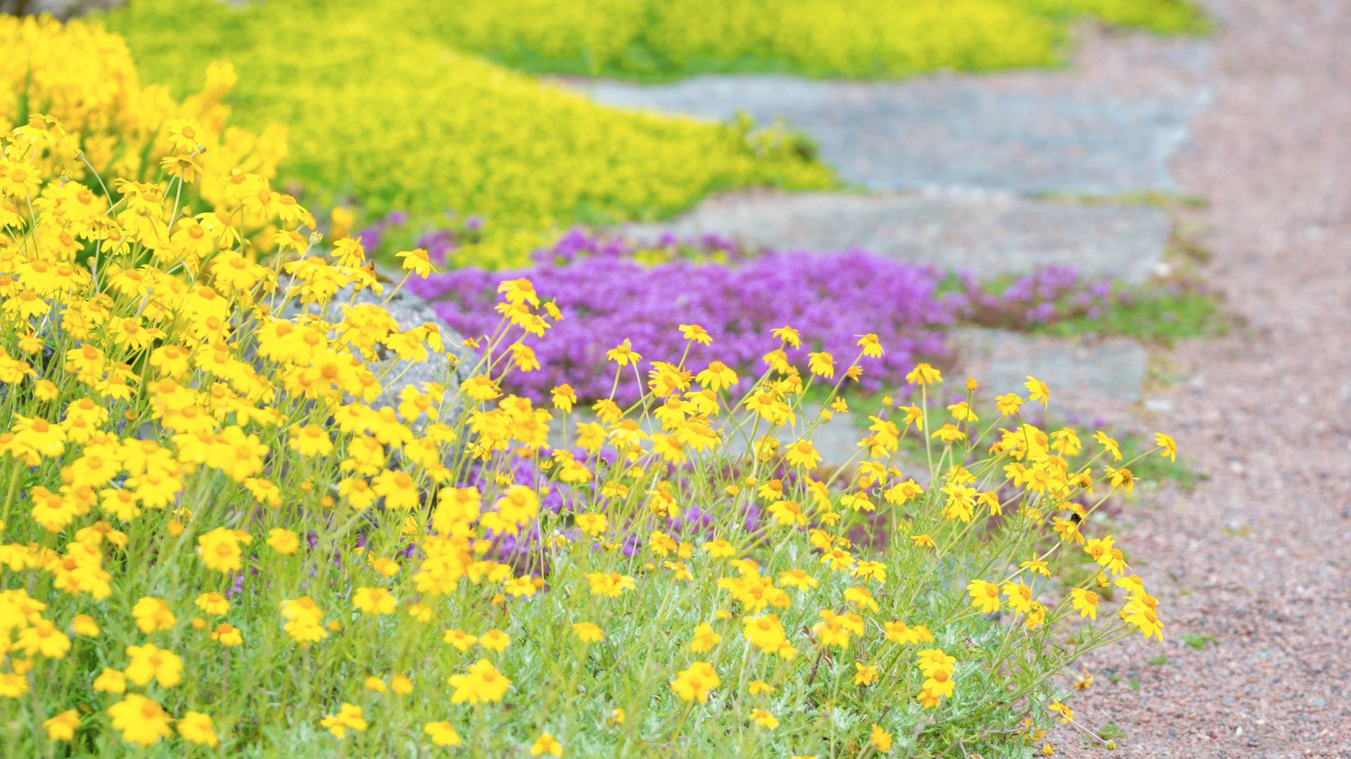 colorful ground covers