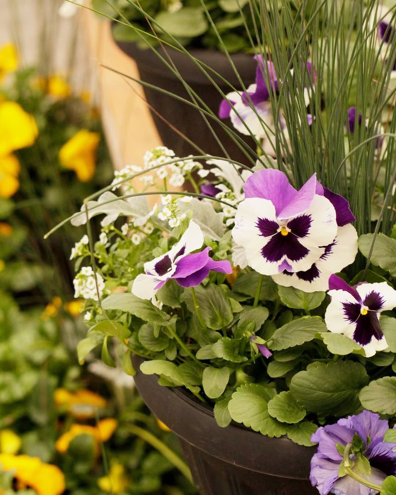 Cheerful Pansies