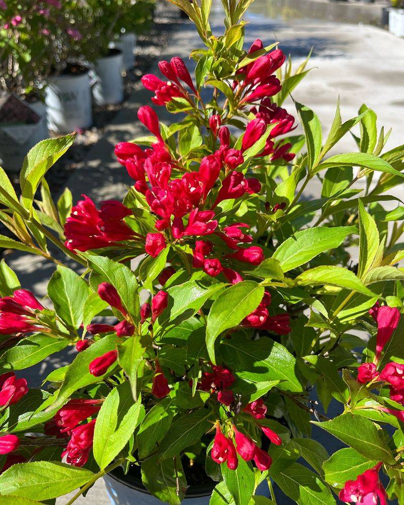 Weigela 'Red Prince'