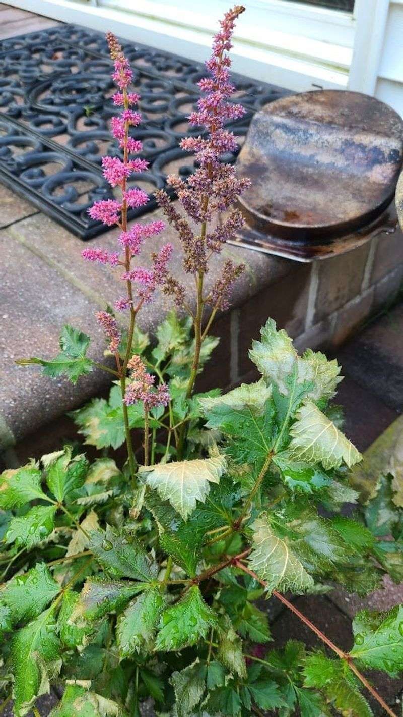 Astilbe: Water-Hungry Prima Donna