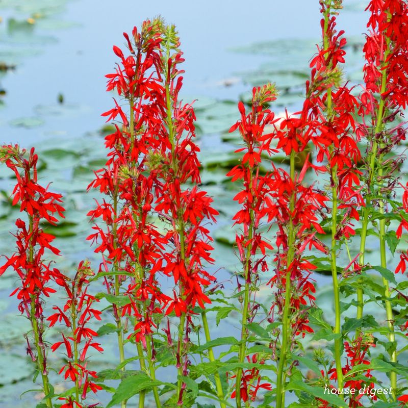 Cardinal Flower