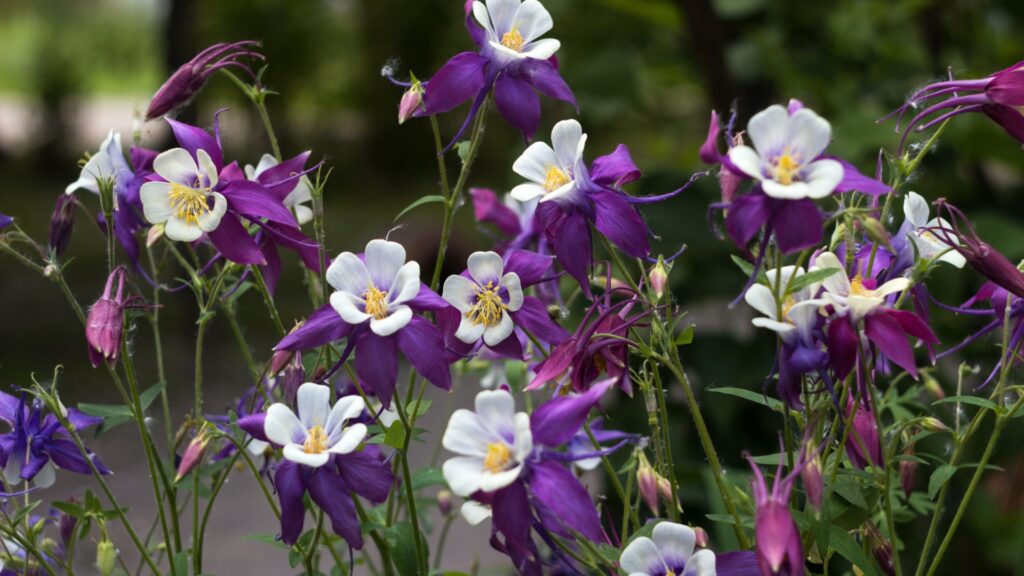 columbines