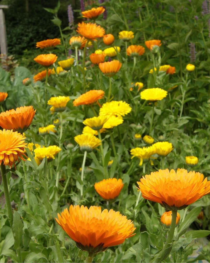 Calendula