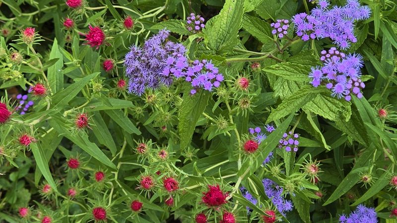 Harvest And Divide To Control Spread