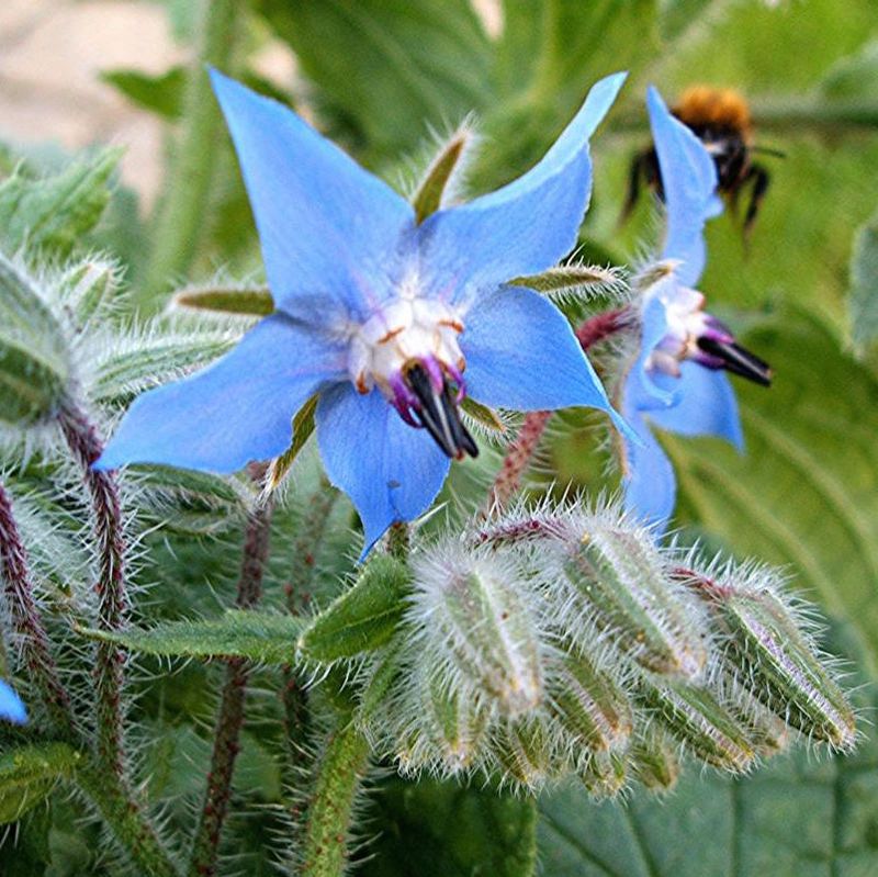 Pollinator-Magnet Borage
