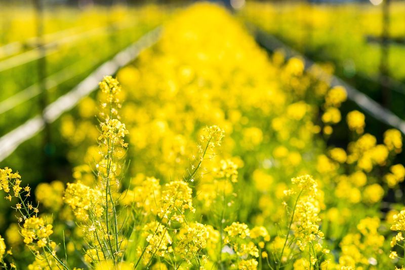 Mustard