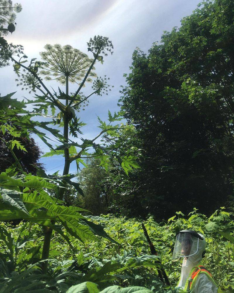 Giant Hogweed: The Dangerous Giant