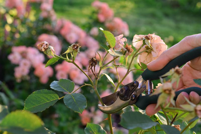 Benefits Beyond More Blooms