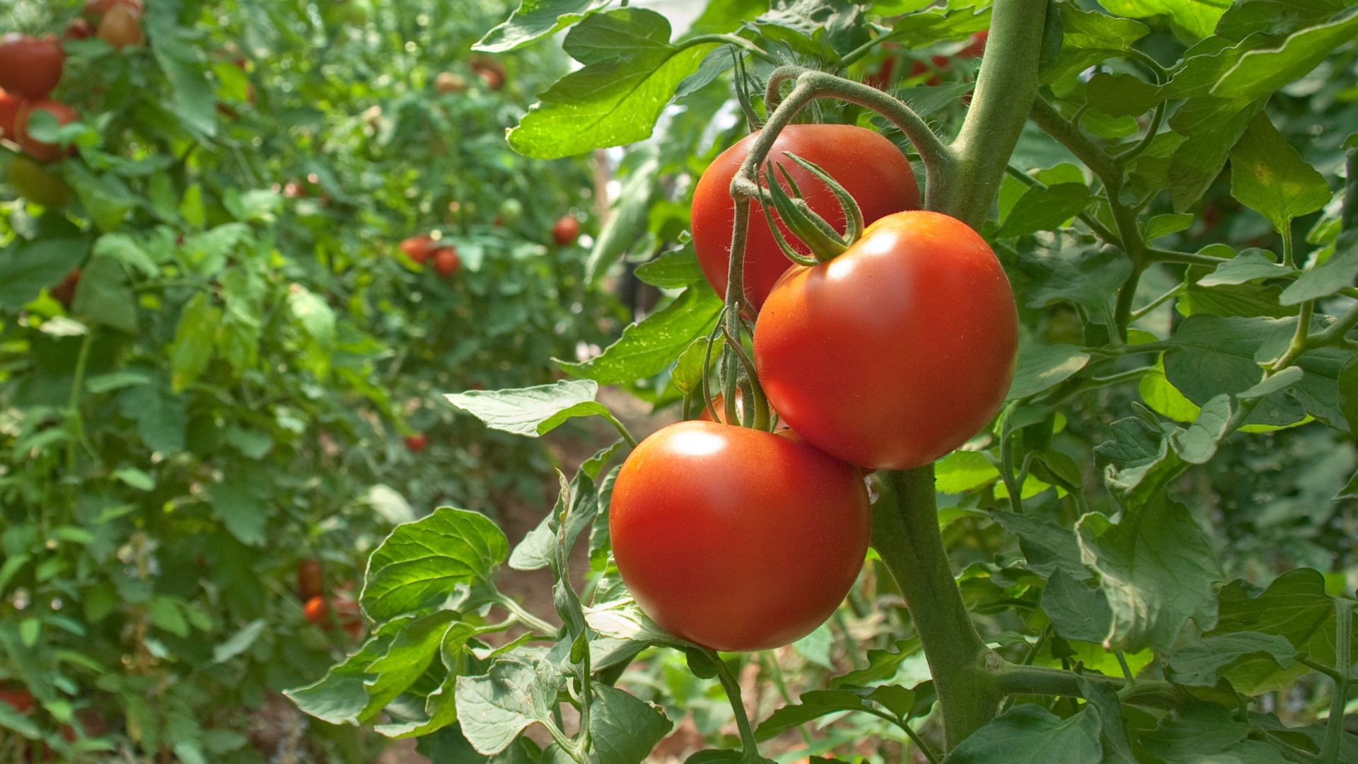 tomato