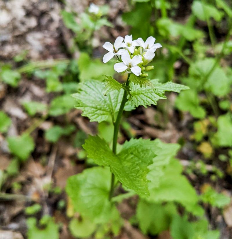 Garlic Mustard: Forest Floor Invader