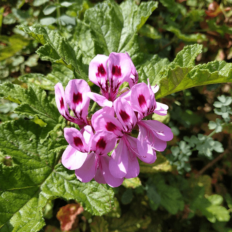 Geraniums