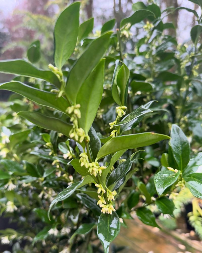 Sweetbox (Sarcococca hookeriana var. humilis)