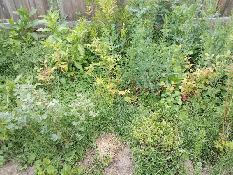 Weed-Infested Areas