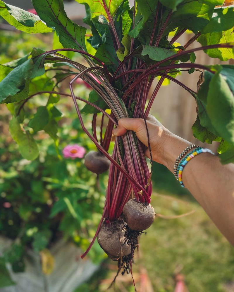 Harvest Greens Continuously