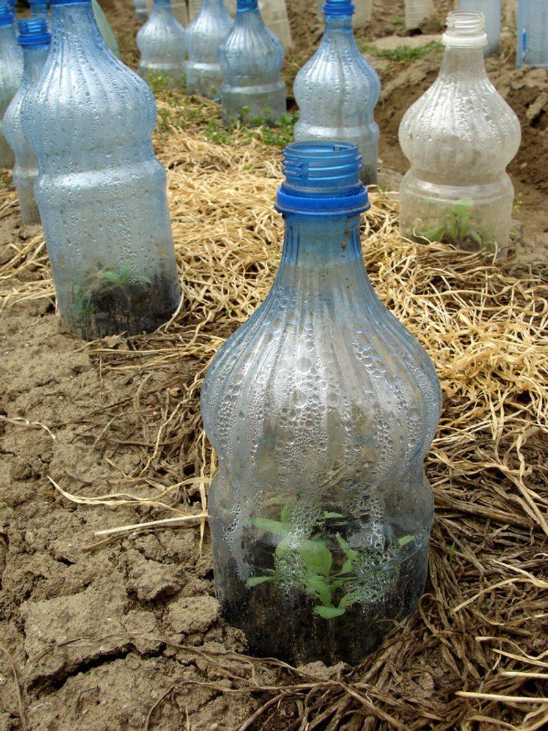 Plastic Bottle Cloche For Early Planting