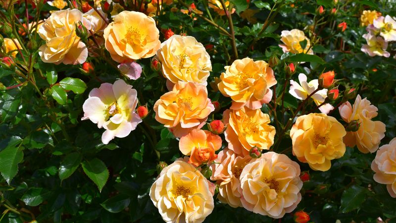Banana Peels For Roses