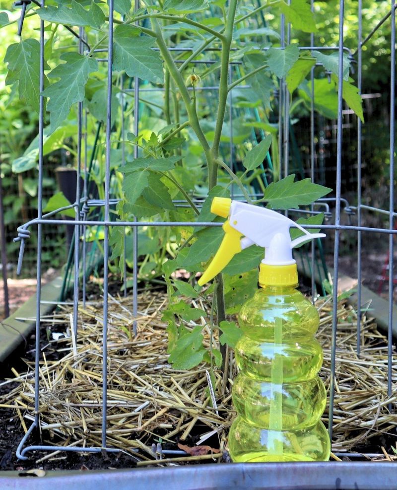 DIY Garlic Spray