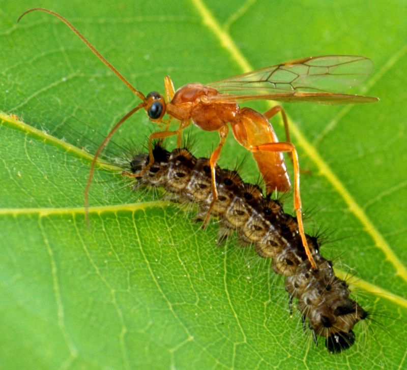 Encouraging Beneficial Predators
