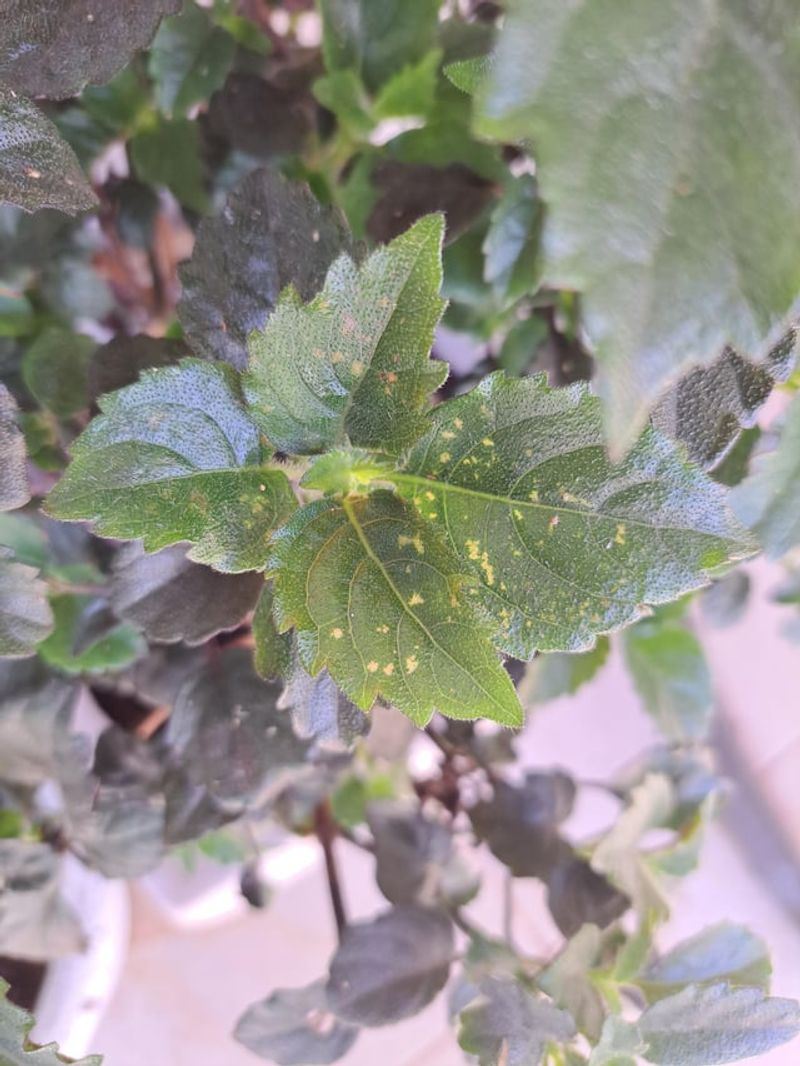 Pest Prevention Practices