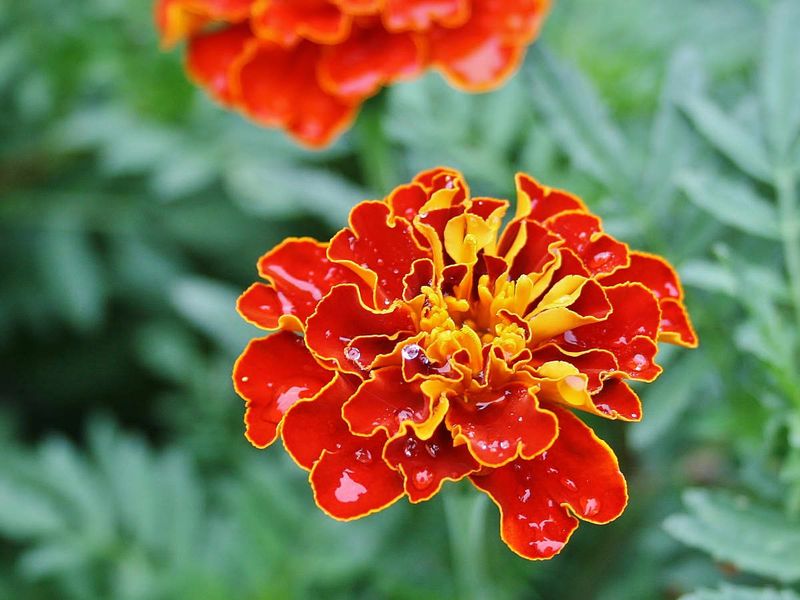 French vs. African Marigold Varieties