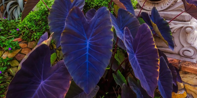 Black Backdrop With Elephant Ears