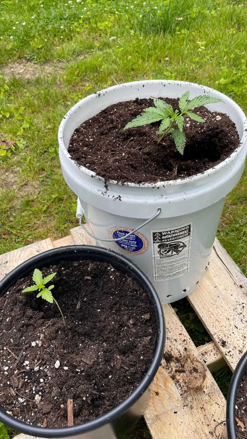 Mulch Enhancement Formula