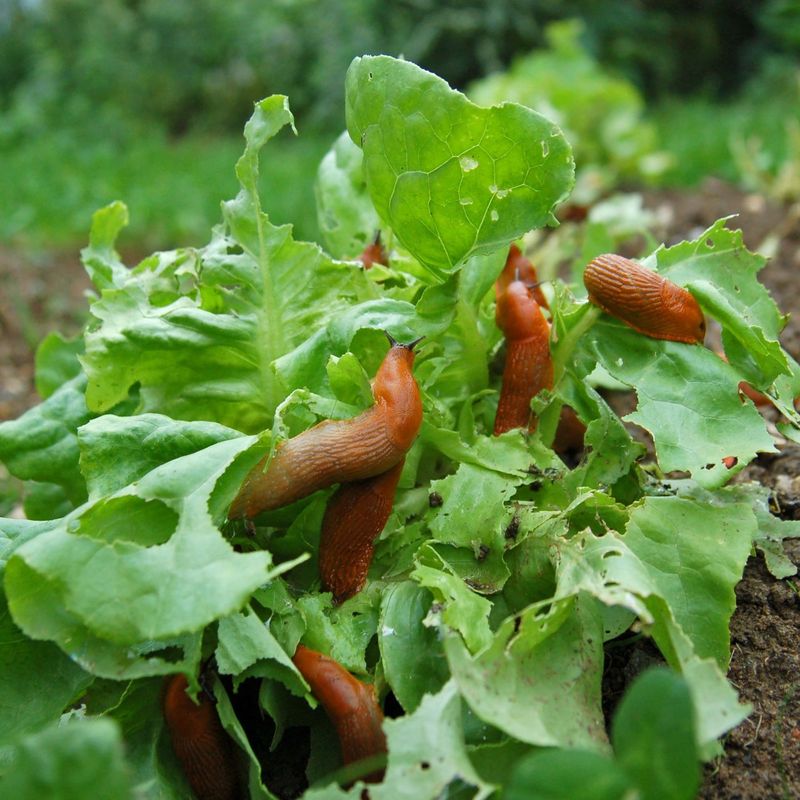 Slug and Snail Trap