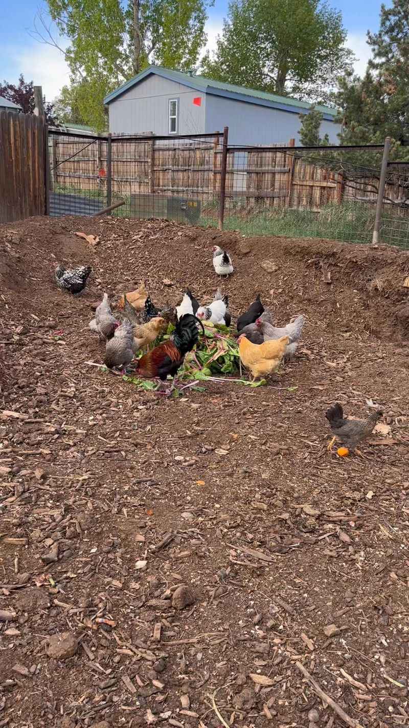 Chicken-Powered Composting