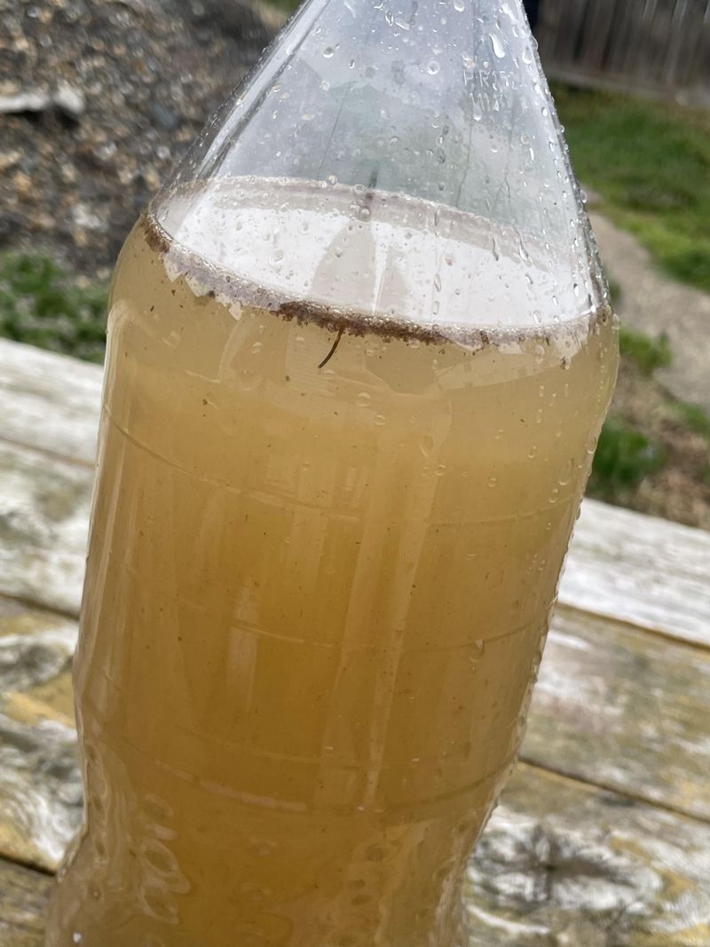 Seaweed Solution