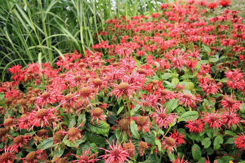 Variety Influences Deadheading Needs
