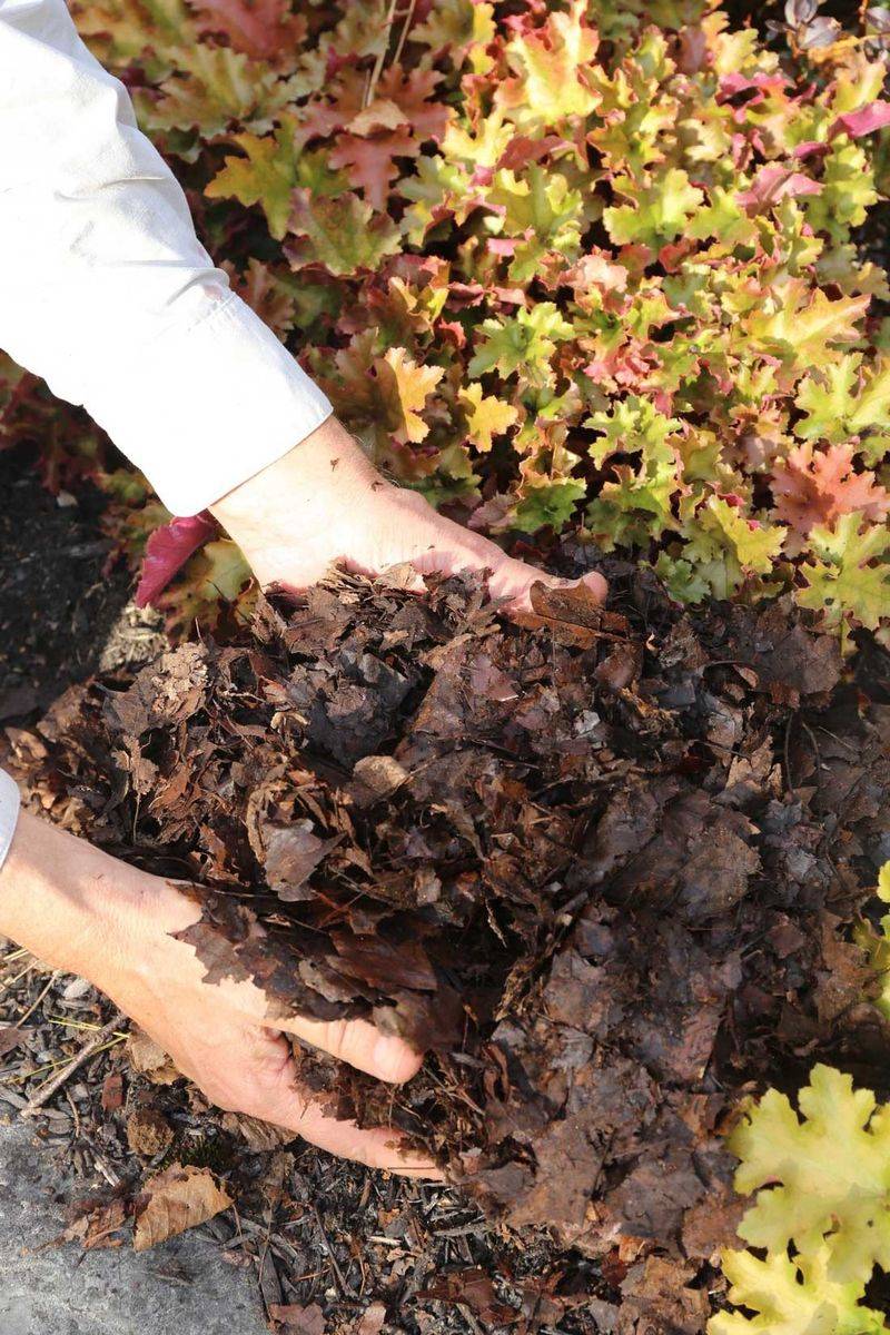 Shredded Oak Leaves