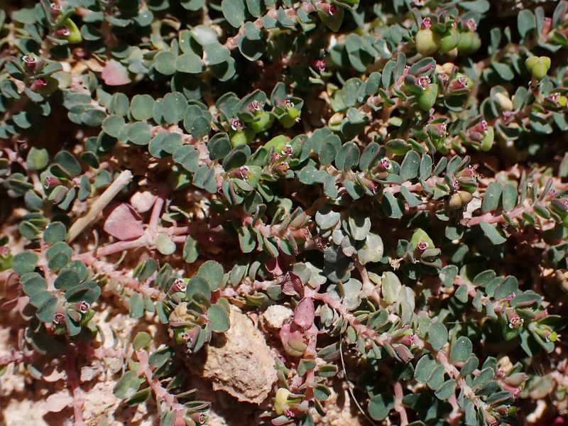 Mowing Over Spurge