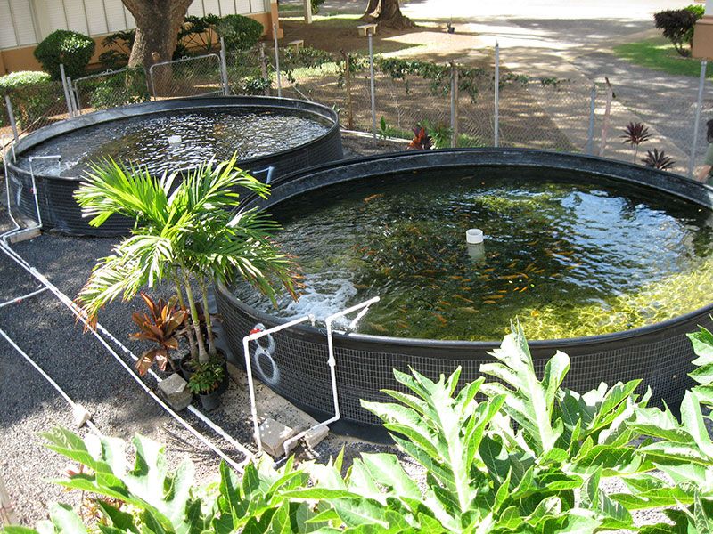 Food-Producing Aquaponics Systems
