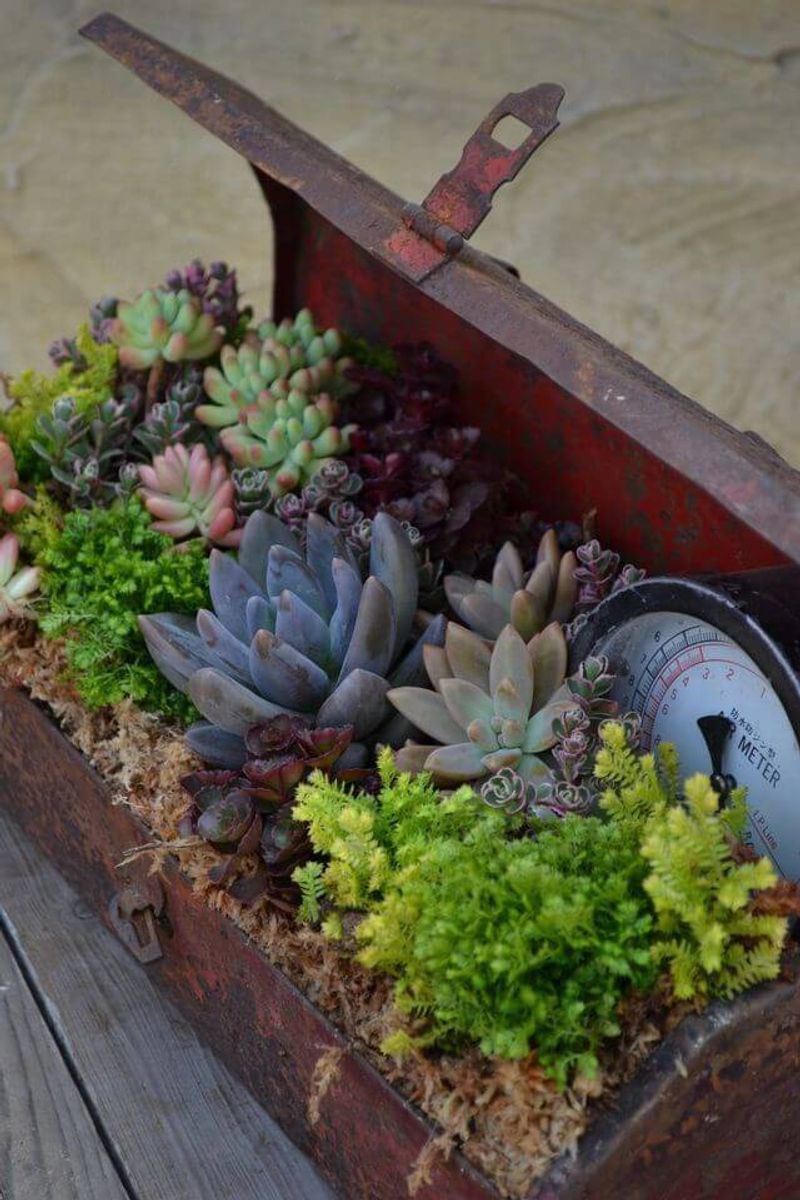Vintage Toolbox Garden