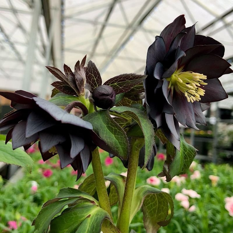 Hellebore